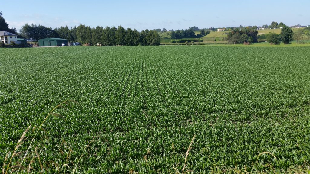 NZ-humates-maize-liquid-fertiliser-farming-plantgrowth-fulvic-after-application